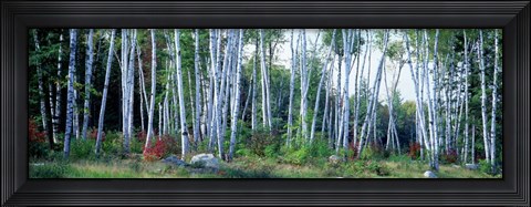Framed Downy birch trees in a forest, New Hampshire Print