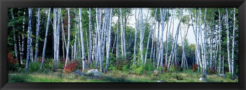 Framed Downy birch trees in a forest, New Hampshire Print