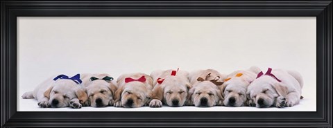 Framed Labrador Puppies Wearing Bows, Sleeping Print