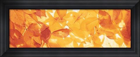 Framed Autumn Leaves Print