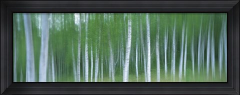 Framed Forest Print