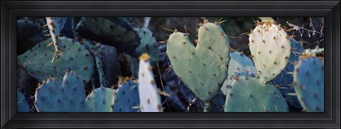 Framed Close-up of Prickly Pear Cacti, Texas Print