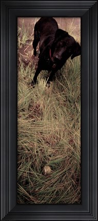 Framed Dog in Field Print