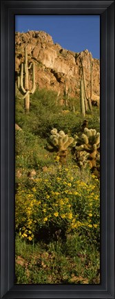 Framed Brittlebushes with mountain, Sonoran Desert, Arizona Print