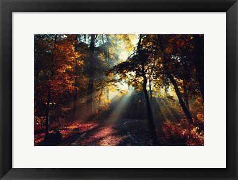 Framed Magic Forest Light Print