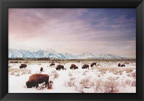 Framed Herds of The Tetons Print