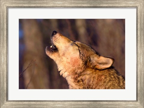 Framed Lonesome Howl Print