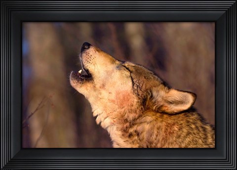 Framed Lonesome Howl Print