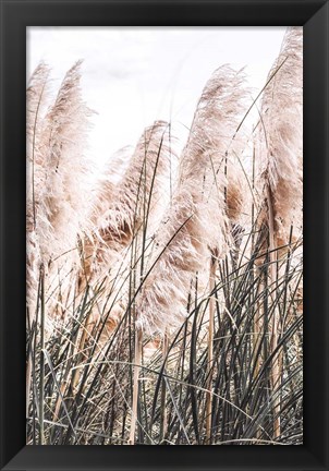 Framed Pampas Print