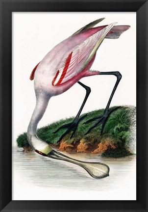 Framed Spoonbill Print