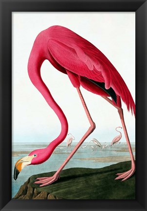 Framed Flamingo Print