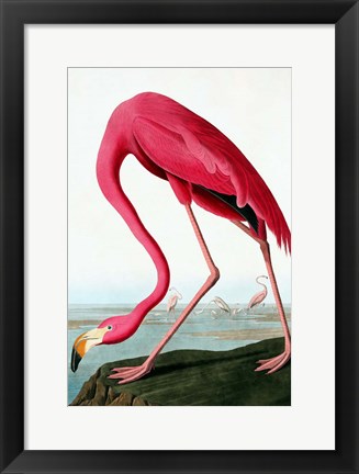 Framed Flamingo Print