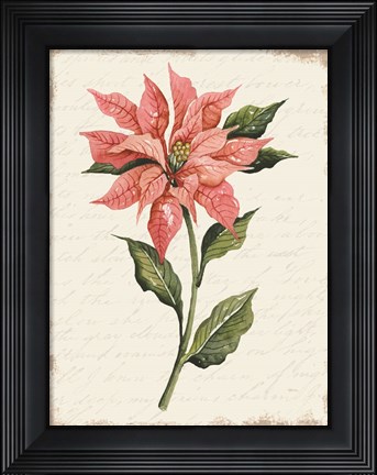 Framed Poinsettia Botanical II Print