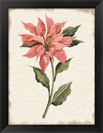 Framed Poinsettia Botanical II Print