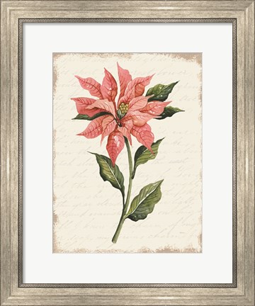 Framed Poinsettia Botanical II Print