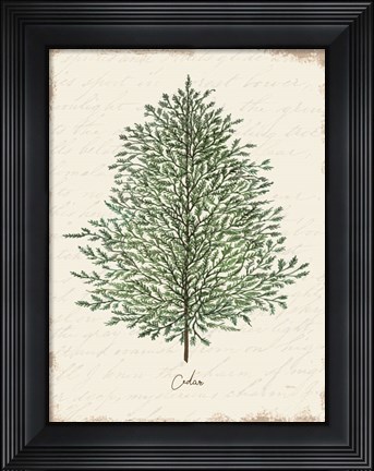 Framed Cedar Botanical Print