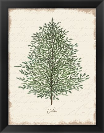 Framed Cedar Botanical Print