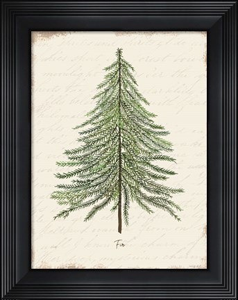 Framed Fir Botanical Print