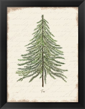 Framed Fir Botanical Print