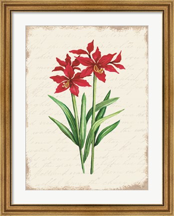 Framed Red Amaryllis Botanical I Print