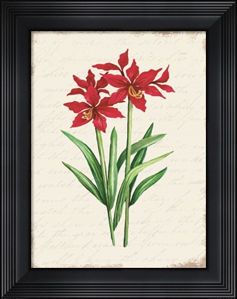 Framed Red Amaryllis Botanical I Print