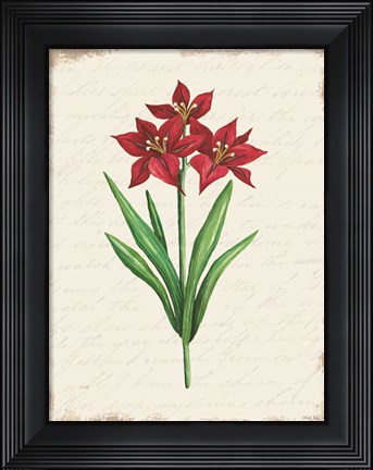 Framed Red Amaryllis Botanical II Print