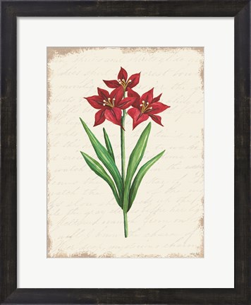 Framed Red Amaryllis Botanical II Print