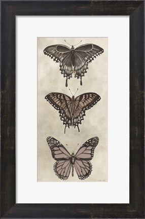 Framed Antique Butterflies II Print