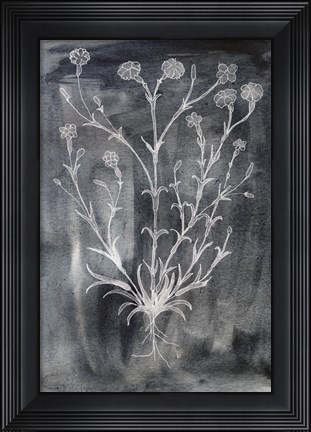 Framed Silverpointe Print