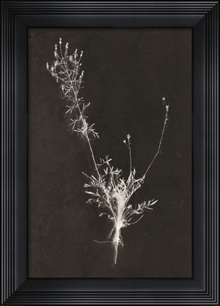 Framed You Can&#39;t X-ray Beauty Print