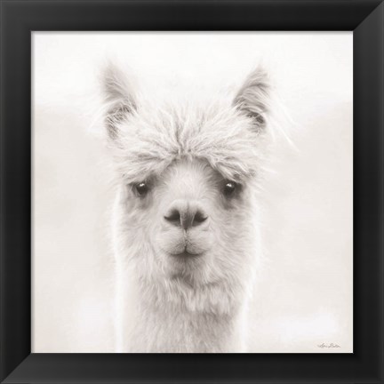 Framed Chip the Alpaca Print