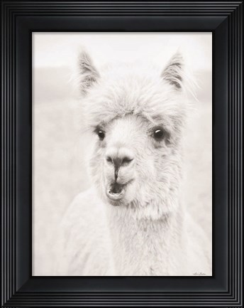Framed Clover the Alpaca Print