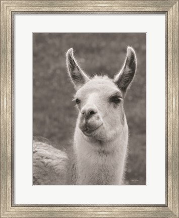 Framed Smiling Llama Print