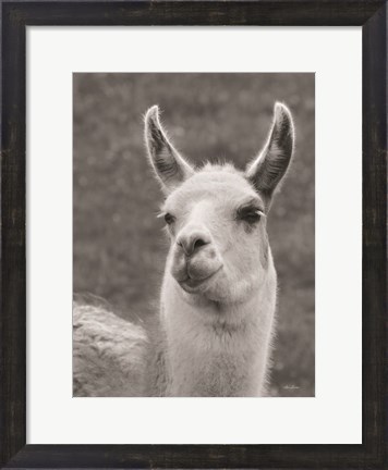 Framed Smiling Llama Print