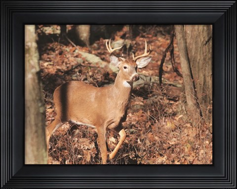Framed Deer on Alert Print