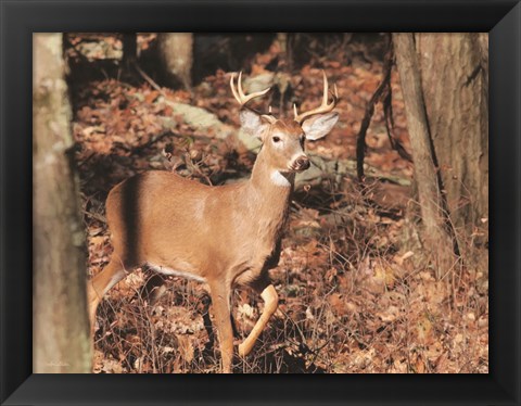 Framed Deer on Alert Print