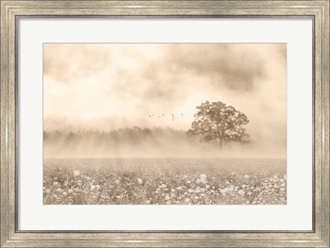 Framed Foggy Wildflower Field Print