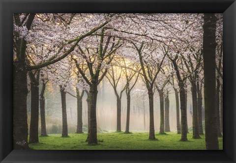 Framed Cherry Blossom Festival Print