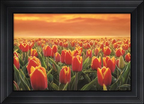 Framed Tulips on Fire Print