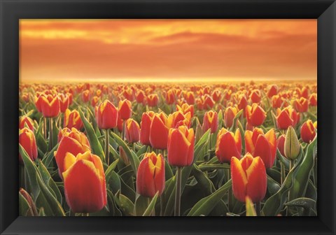 Framed Tulips on Fire Print