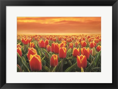 Framed Tulips on Fire Print