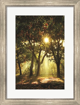Framed Autumn Light Print