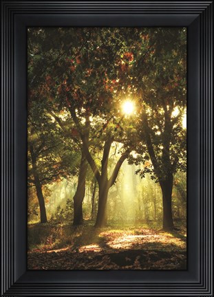Framed Autumn Light Print