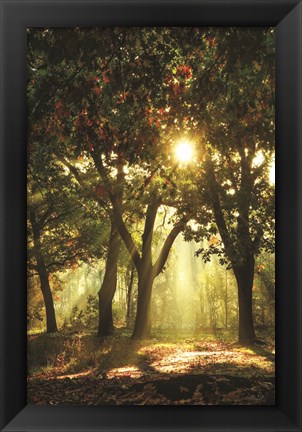 Framed Autumn Light Print