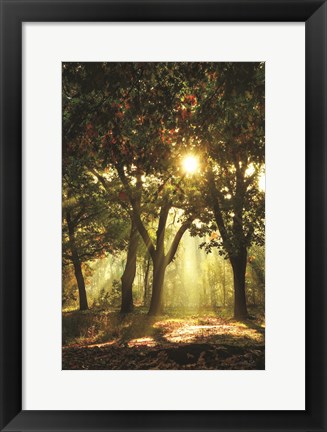 Framed Autumn Light Print