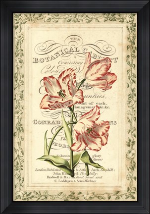Framed Botanic Cabinet Print