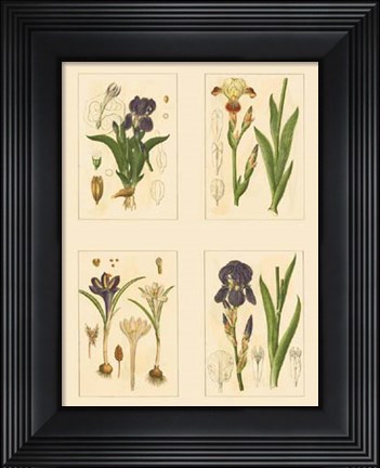 Framed Miniature Botanicals I Print