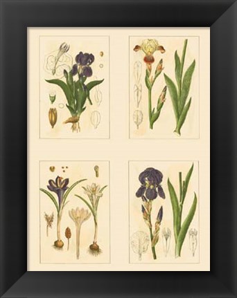 Framed Miniature Botanicals I Print