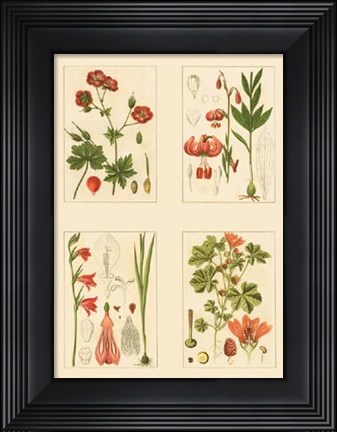 Framed Miniature Botanicals II Print