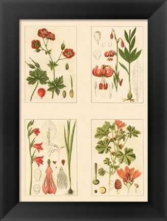 Framed Miniature Botanicals II Print